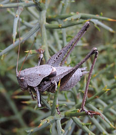 Moroccan Bush-cricket – Thyreonotus corsicus